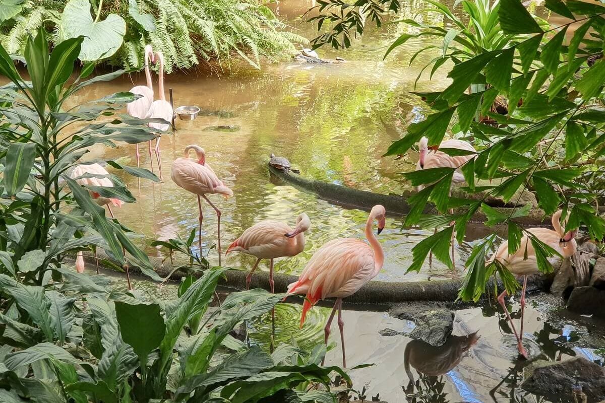 Flamingos in Sumpflandschaft des Tropical Islands