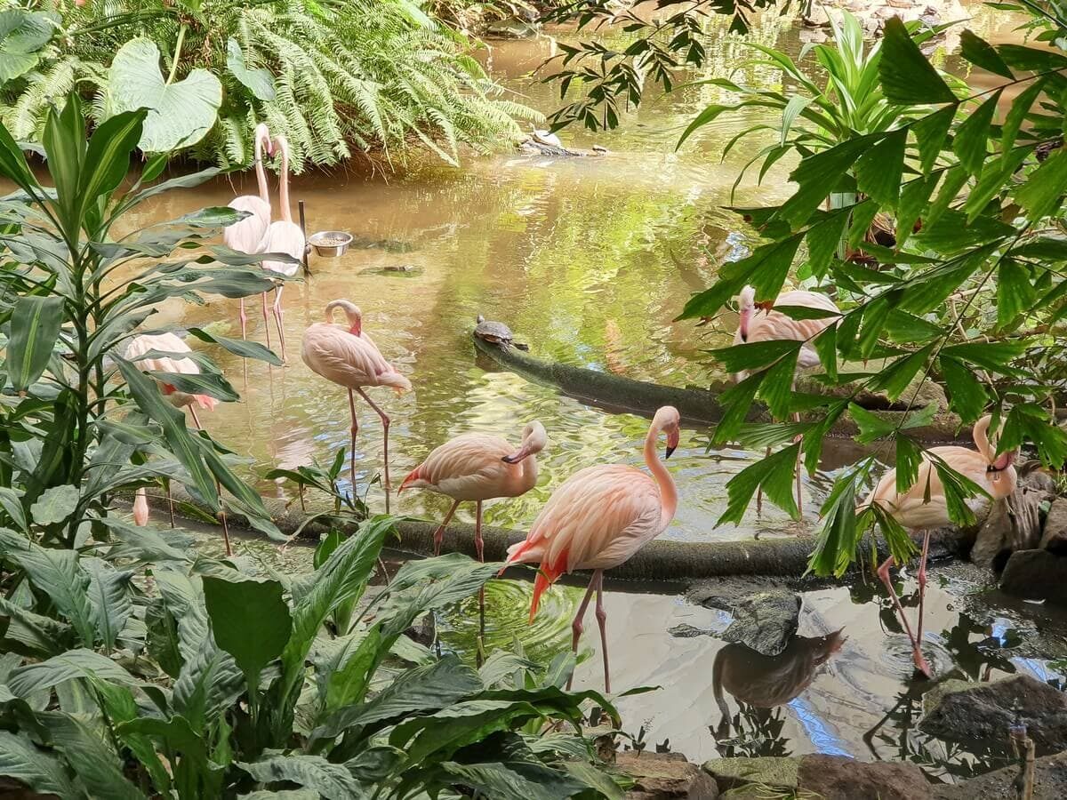 Flamingos in Sumpflandschaft des Tropical Islands
