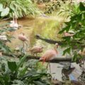 Flamingos in Sumpflandschaft des Tropical Islands