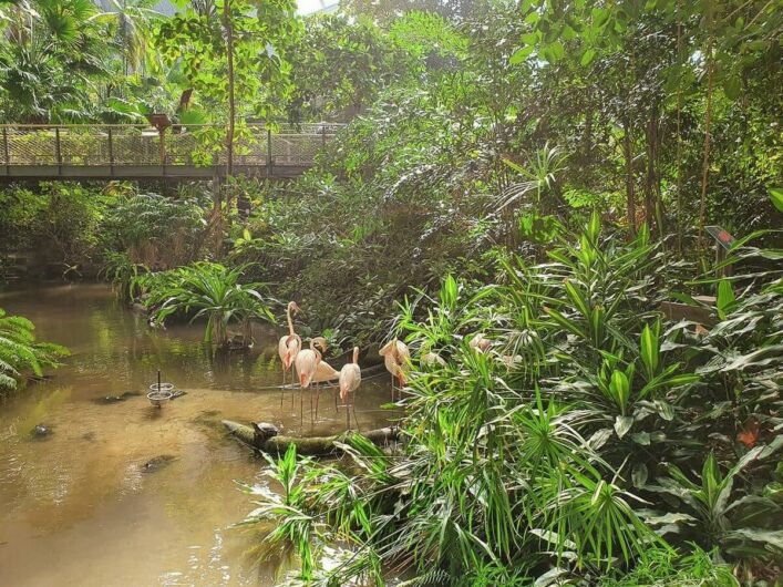 Flamingos in der Sumpflandschaft des Regenwalds