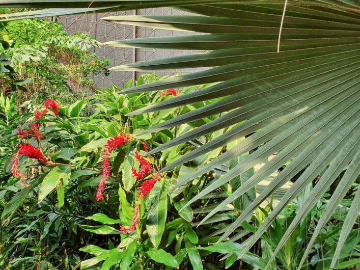 Palmblatt und blühende Exoten im Regenwald