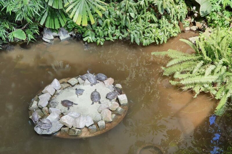 Schildkröten auf einer Plattform in der Sumpflandschaft