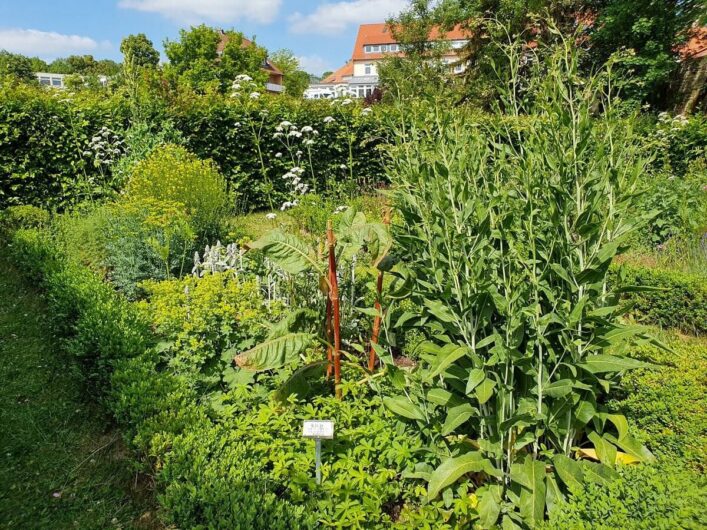 Kräuter im Magdalenengarten