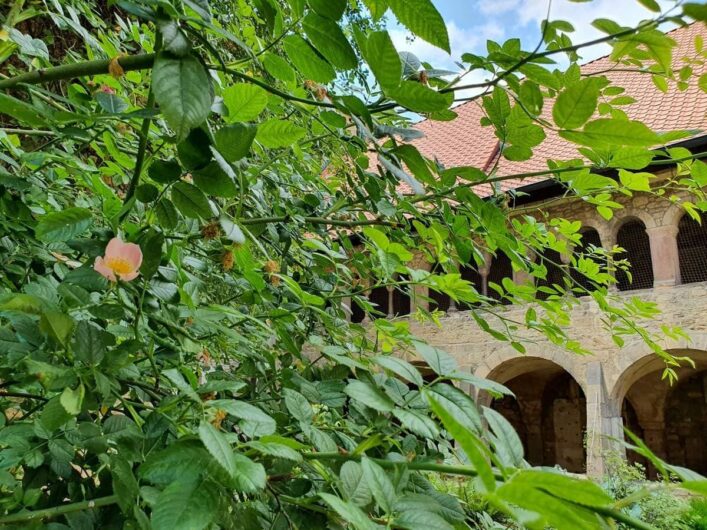 Blüten am 1000jährigen Rosenstock in Hildesheim