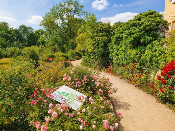 blühende Blumen im Magdalengarten