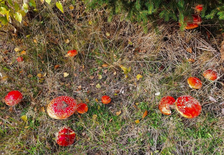 Zahlreiche Fliegenpilze im Nationalpark Hunsrück-Hochwald