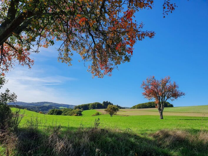 Blick auf herbstliche Bäume im Hunsrück