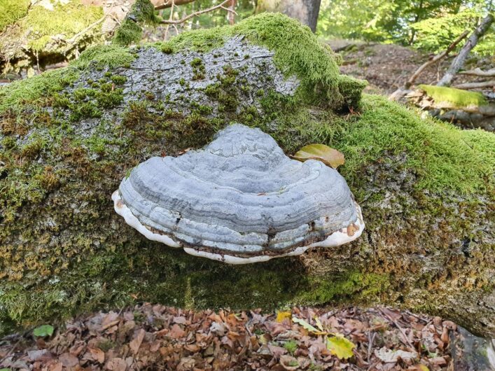 Zünderpilz am bemoosten Baumstamm