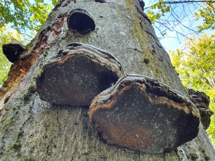 Zünderpilze am Baum