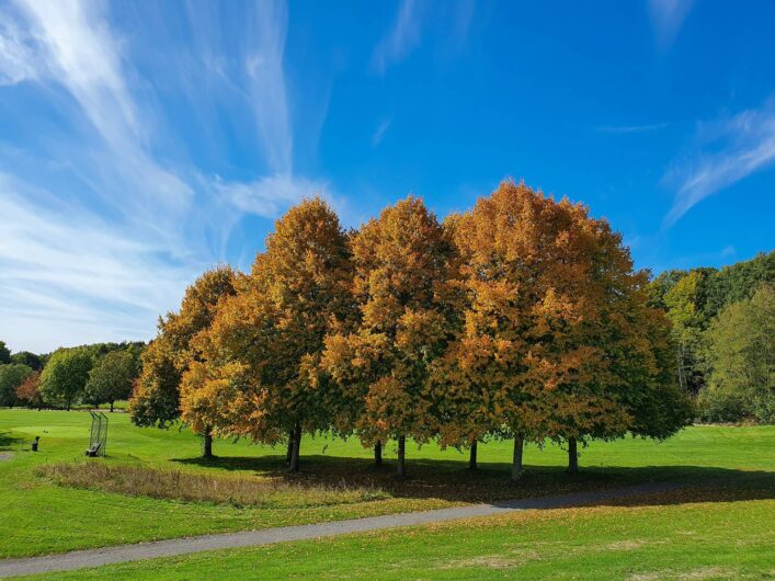 Bäume mit gelben Herbstlaub