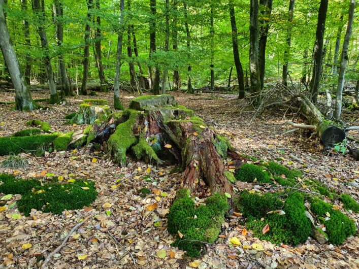 bemooste Bäume im Nationalpark Hunsrück-Hochwald