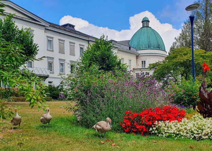 Junge Schwäne auf einer Wiese vor dem Maritim Hotel Bad Wildungen