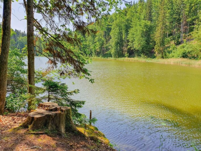 Schlossweiher inmitten von Bäumen