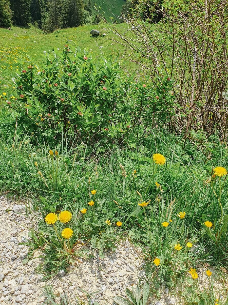 blühende Almwiesen im Tölzer Land