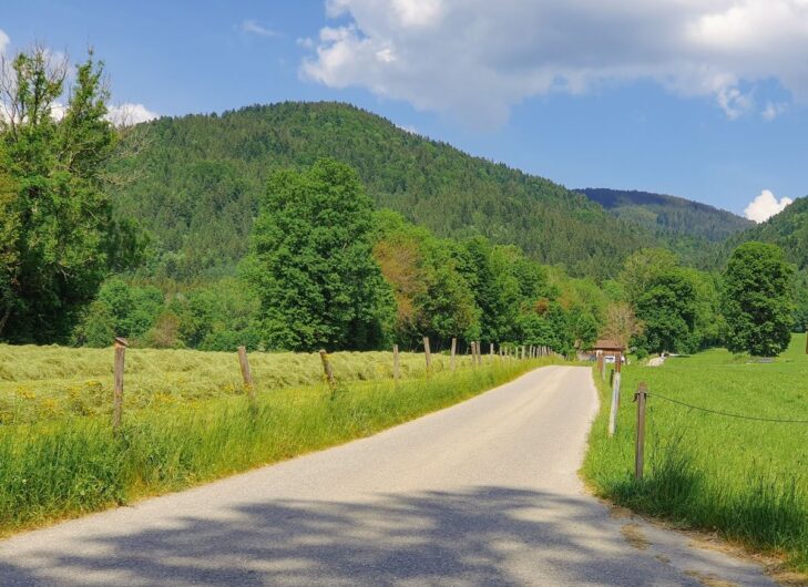 Forststraße Richtung Denkalm