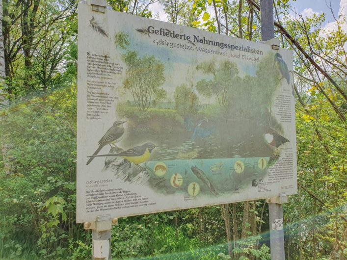 Infotafel zu Vögeln am Isarweg