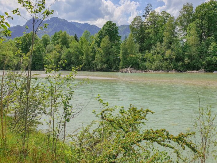 Blick durch Sträucher auf die Isar