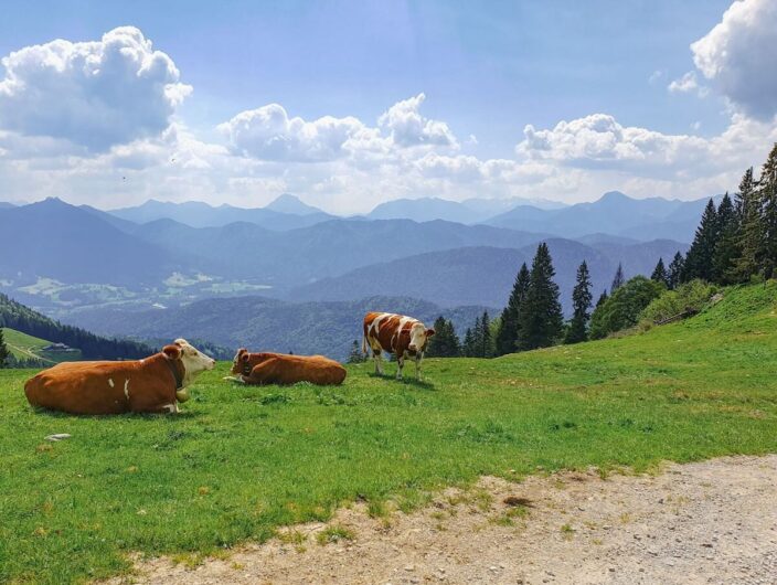 Kühe vor dem Panorama der Alpen