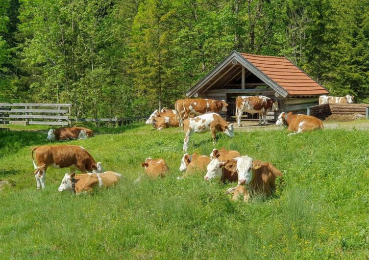 Kühe an der Schronbachalm