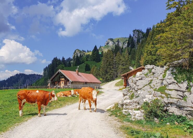 Kühe vor der Tölzer Hütte