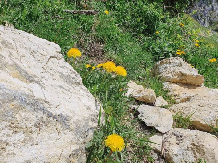 Löwenzahn blüht am Wegrand