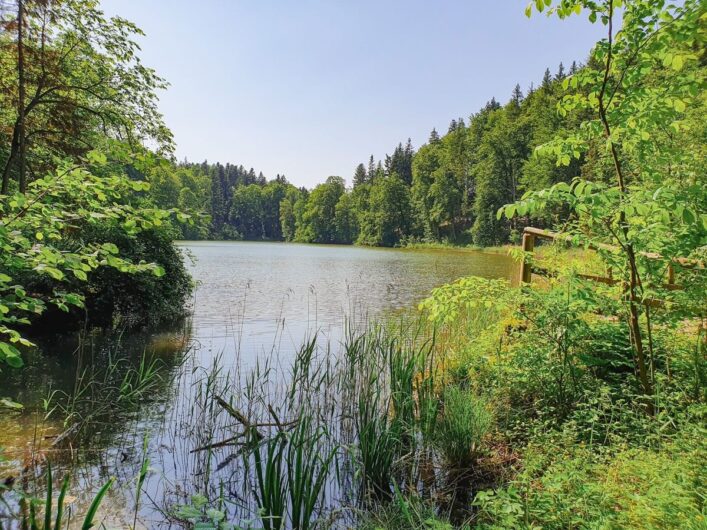 Bäume und Pflanzen am Schlossweiher Lenggries