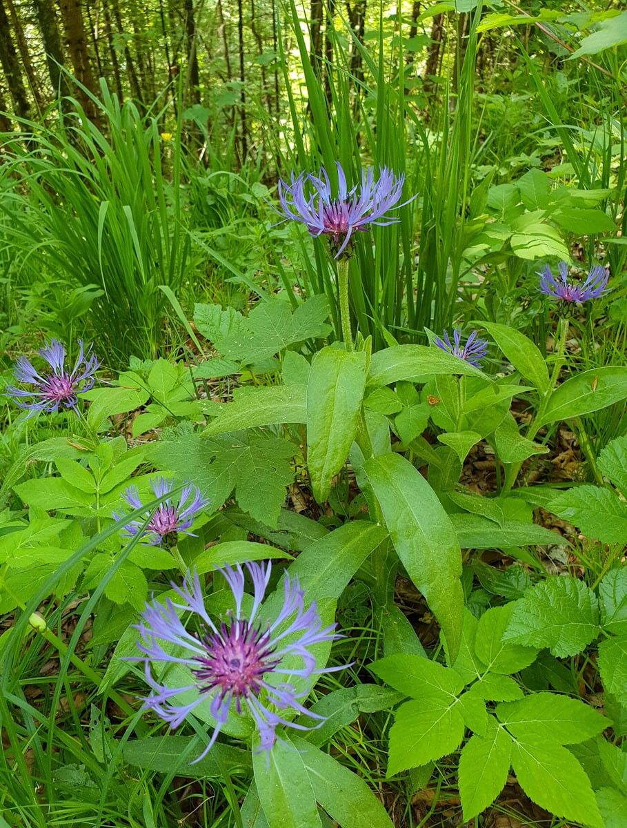 Flockenblume am Wegrand