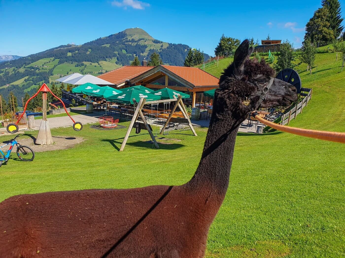 Alpaka vor der Kulisse der Bergwelt im Brixental am Gasthaus Alte Mittel