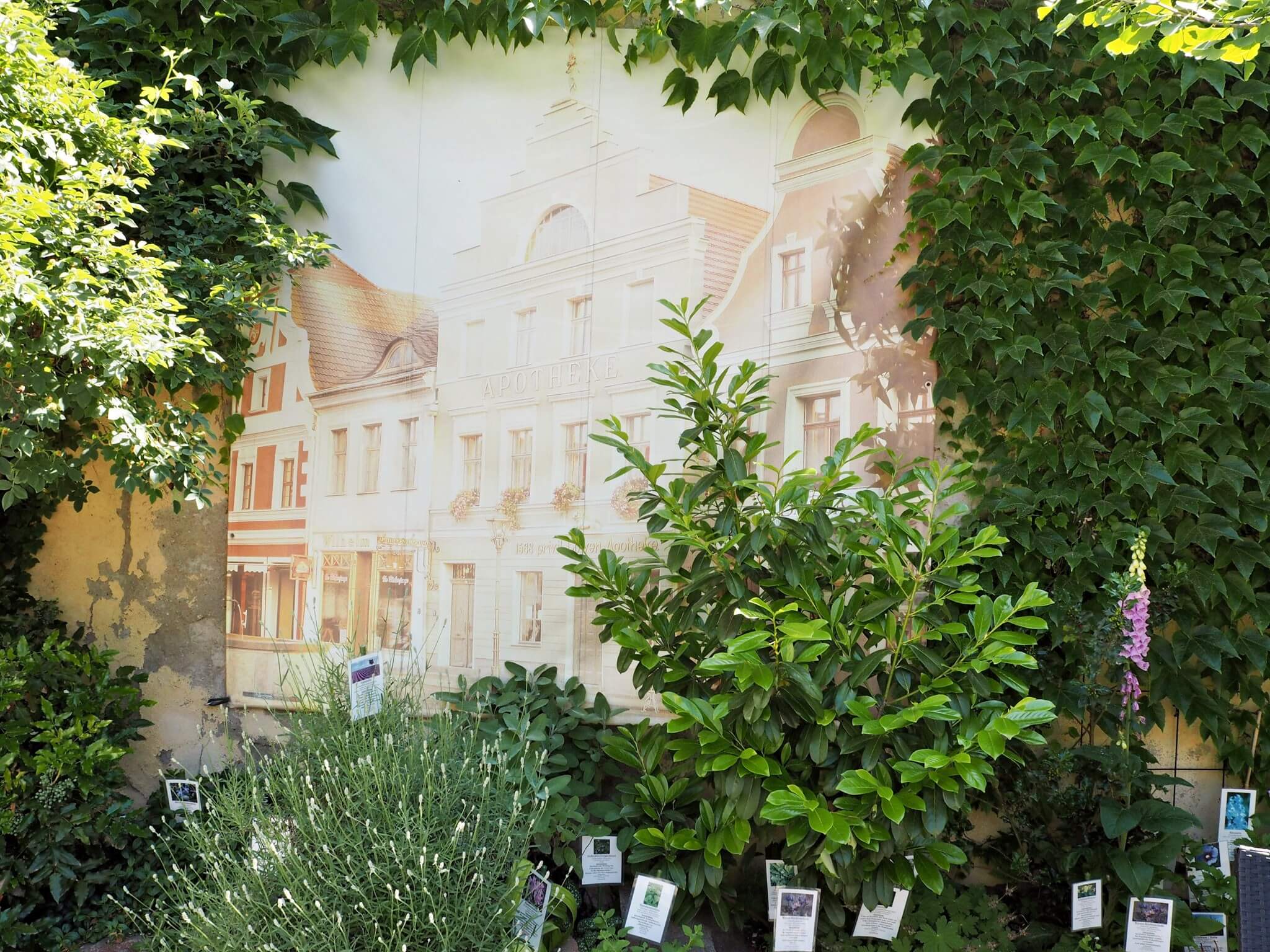 Innenhof des Brandenburgischen Apothekenmuseums mit Kräutern