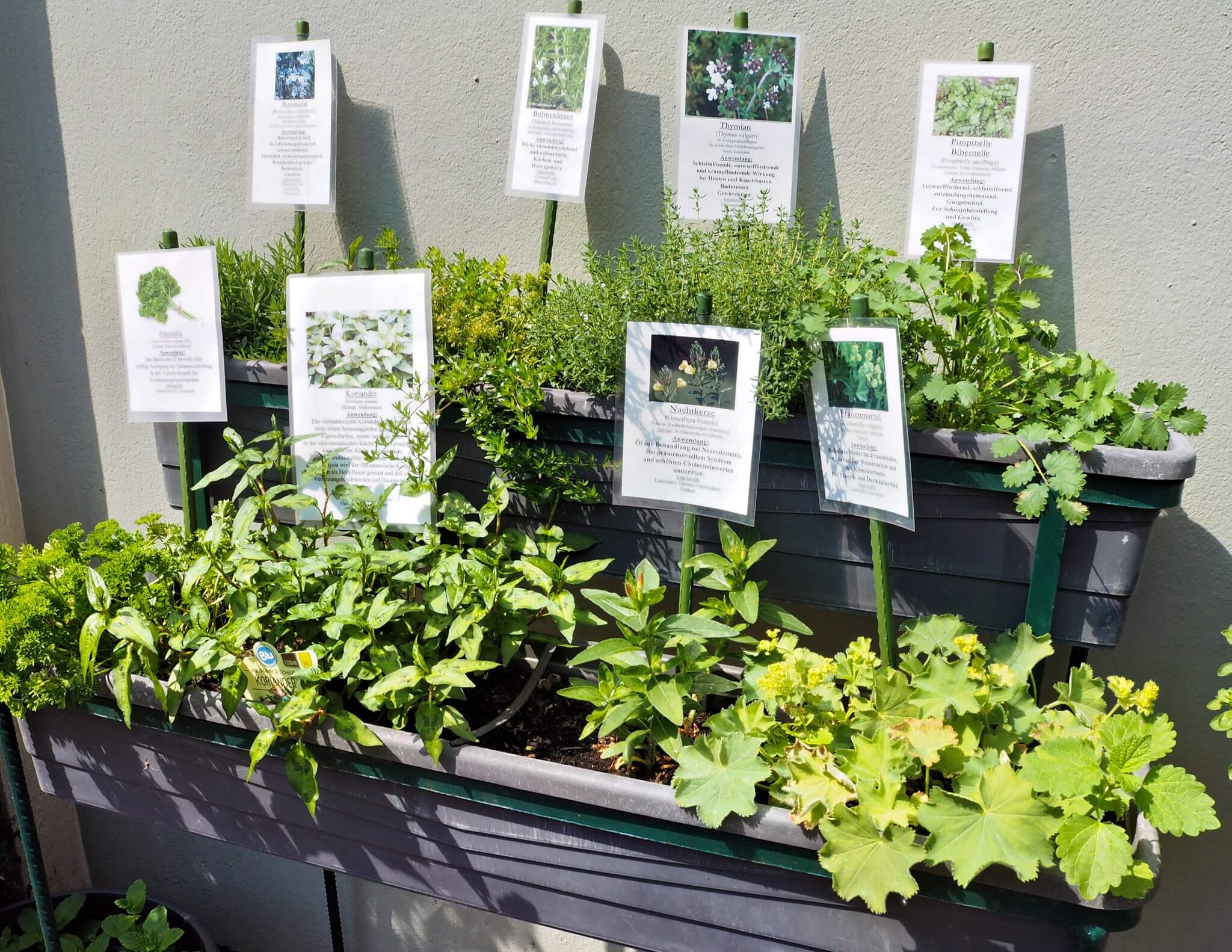 verschiedene Heilkräuter