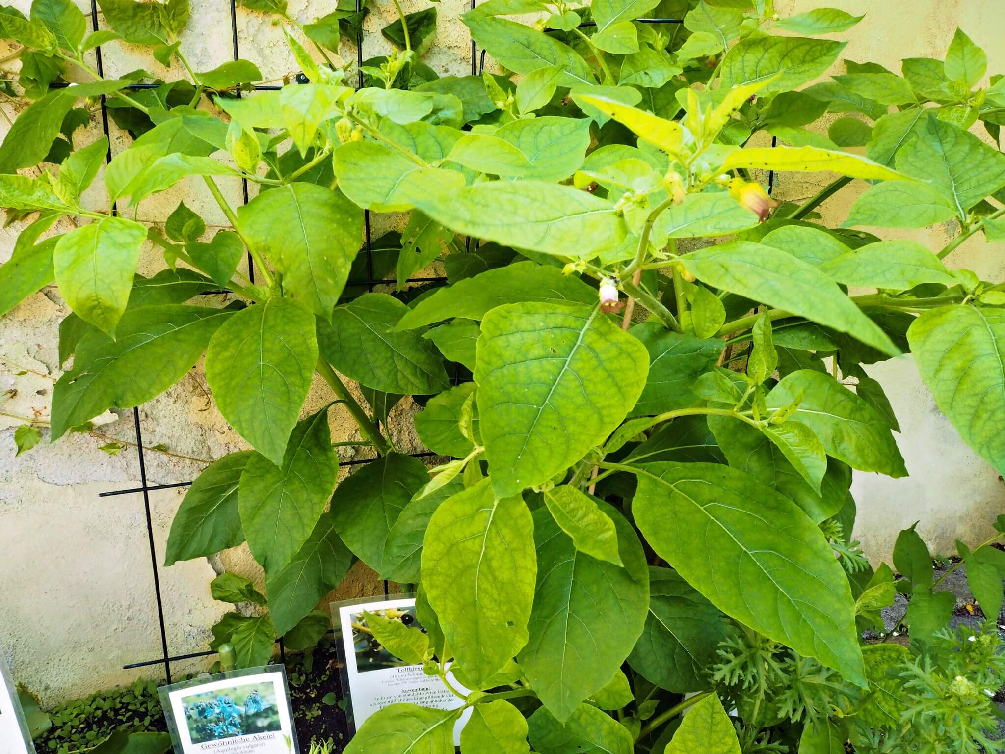 Kraut im Innenhof des Apothekenmuseums