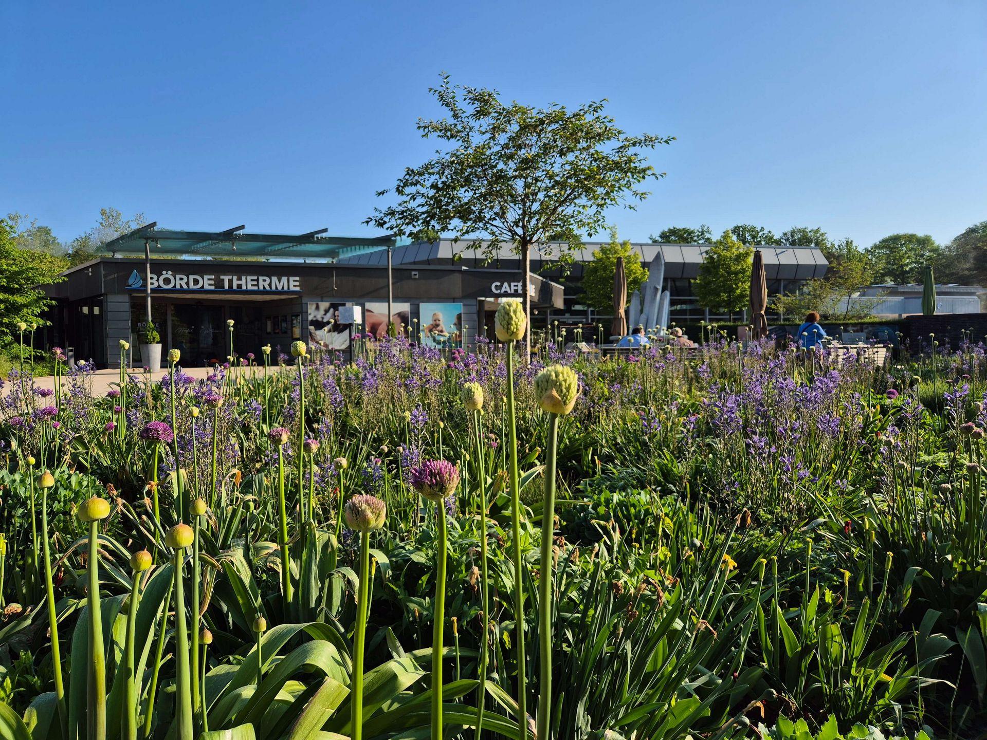 Eingangsbereich der Börde-Therme in Bad Sassendorf mit einer blühenden Blumenwiese und einem Baum im Vordergrund.