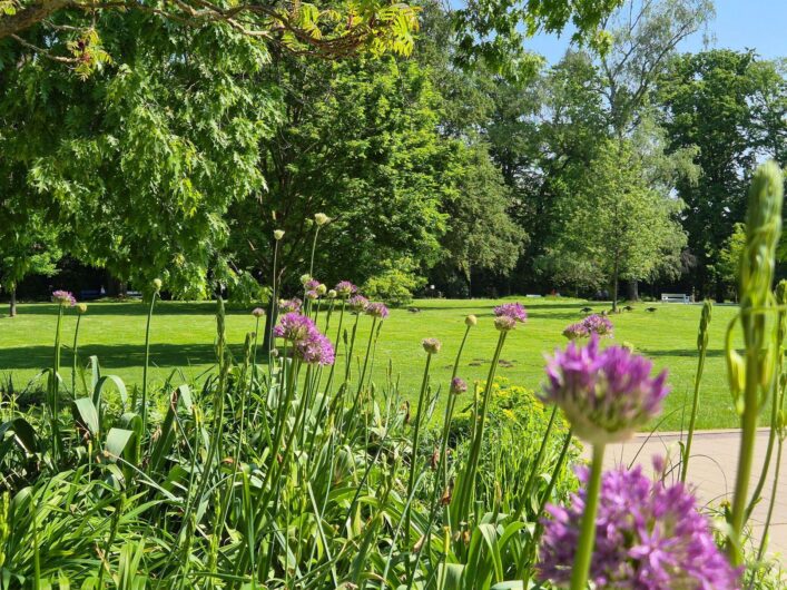 Violett blühender Zierlauch vor einer weitläufigen grünen Wiese mit schattenspendenden Bäumen im Kurpark Bad Sassendorf.