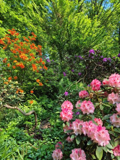 Nahaufnahme eines üppig blühenden Rhododendrons mit leuchtend pinkfarbenen Blüten und dunkelgrünen Blättern im Kurpark Bad Sassendorf.